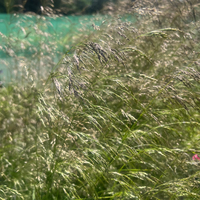 Deschampsia cespitosa 'Pixie Fountain'